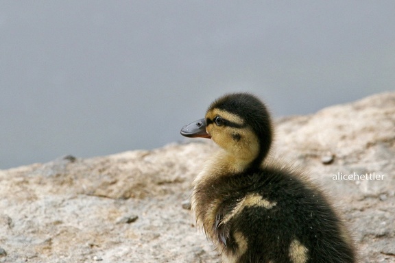 Stockente (Anas platyrhynchos)